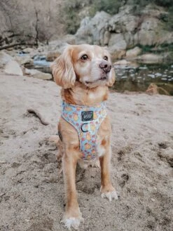 Dog Adjustable Harness - Good Duck, Babe! -Furfinity Cheap Shop braxtonandcooper 5