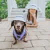 Dog Bucket Hat - Pupfluencer -Furfinity Cheap Shop bucket hat bundle momager 2