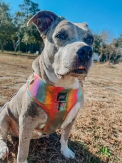 Dog Adjustable Harness - The Night Life -Furfinity Cheap Shop camithepittieee 1 6f2b3e55 b2f3 4e8b 8ca1 0c1f774674f5