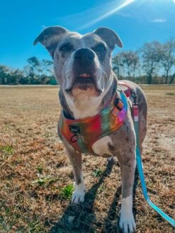 Dog Four Piece Bundle - The Night Life -Furfinity Cheap Shop camithepittieee 3