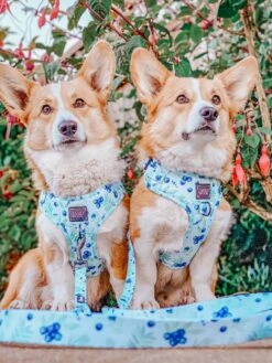 Dog Leash - Berry Sassy -Furfinity Cheap Shop captainandtony 1 cbd496dc 355b 46ce 9882 063320bf9ce7