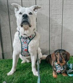 Dog Four Piece Bundle - Peanuts™ Beagle Scouts 30 Dog Four Piece Bundle - Peanuts™ Beagle Scouts -Furfinity Cheap Shop casey meets sid 1