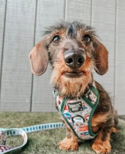 Dog Two Piece Bundle - Peanuts™ Beagle Scouts -Furfinity Cheap Shop casey meets sid 3