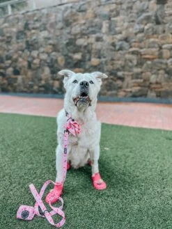 Dog Sailor Bow - Mykonos -Furfinity Cheap Shop caseythepyrmix 1