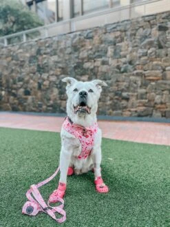 Dog Sailor Bow - Mykonos -Furfinity Cheap Shop caseythepyrmix 3 44ade2b3 9e8a 4884 afba 06c044282ce3