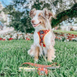 Dog Four Piece Bundle - Wonder Woman™ -Furfinity Cheap Shop cavakisses2