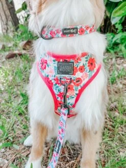 Dog Four Piece Bundle - Floral Frenzy -Furfinity Cheap Shop cavakisses 1