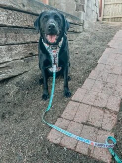 Dog Three Piece Bundle - Peanuts™ Beagle Scouts -Furfinity Cheap Shop caydethelabrador 2 1554bb01 fdd9 4c07 98d9 9e5de4b948d9