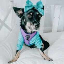 Dog Adjustable Harness - Neon Purple -Furfinity Cheap Shop chaitotherescue