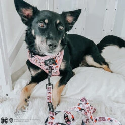 Dog Two Piece Bundle -Harley Quinn™ -Furfinity Cheap Shop chaitotherescue4 3e2378da 3779 4eac b881 155be70f5ade