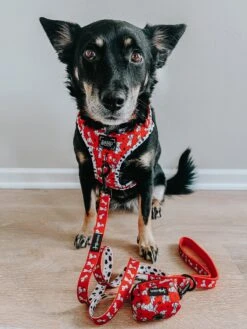 Dog Waste Bag Holder - Disney's 101 Dalmatians -Furfinity Cheap Shop chaitotherescue 4 3b8a708a 0a65 45df b4cf 5936207a2fc2