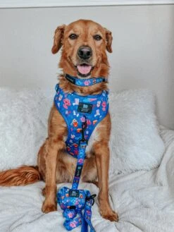 Dog Three Piece Collar Bundle - Blue's Clues™ -Furfinity Cheap Shop chance the mini golden 2 1d31e4f9 94c7 4126 b52c 7d67c2c47deb