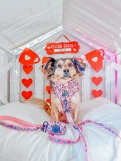 Dog Leash - I Chews You -Furfinity Cheap Shop chanel bb1aecf2 fcb9 439b 9b68 f26ccc1a8986