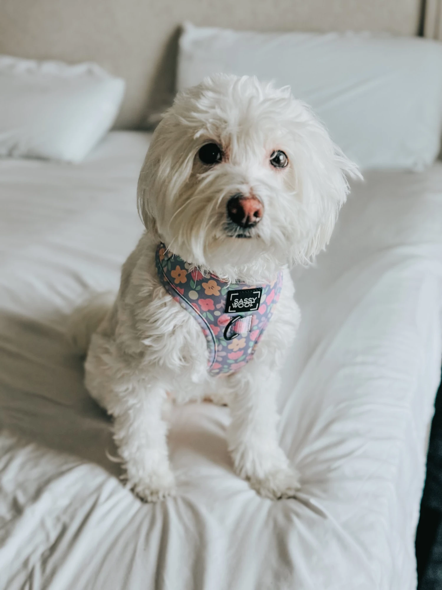 Dog Four Piece Bundle - Fleur De Sass - Image 13