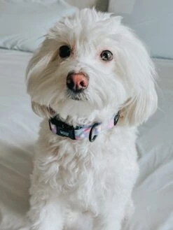 Dog Collar - Fleur De Sass -Furfinity Cheap Shop chloe the maltipoo22 2 bc3914ef 542a 4939 ac63 73fc33d1922b