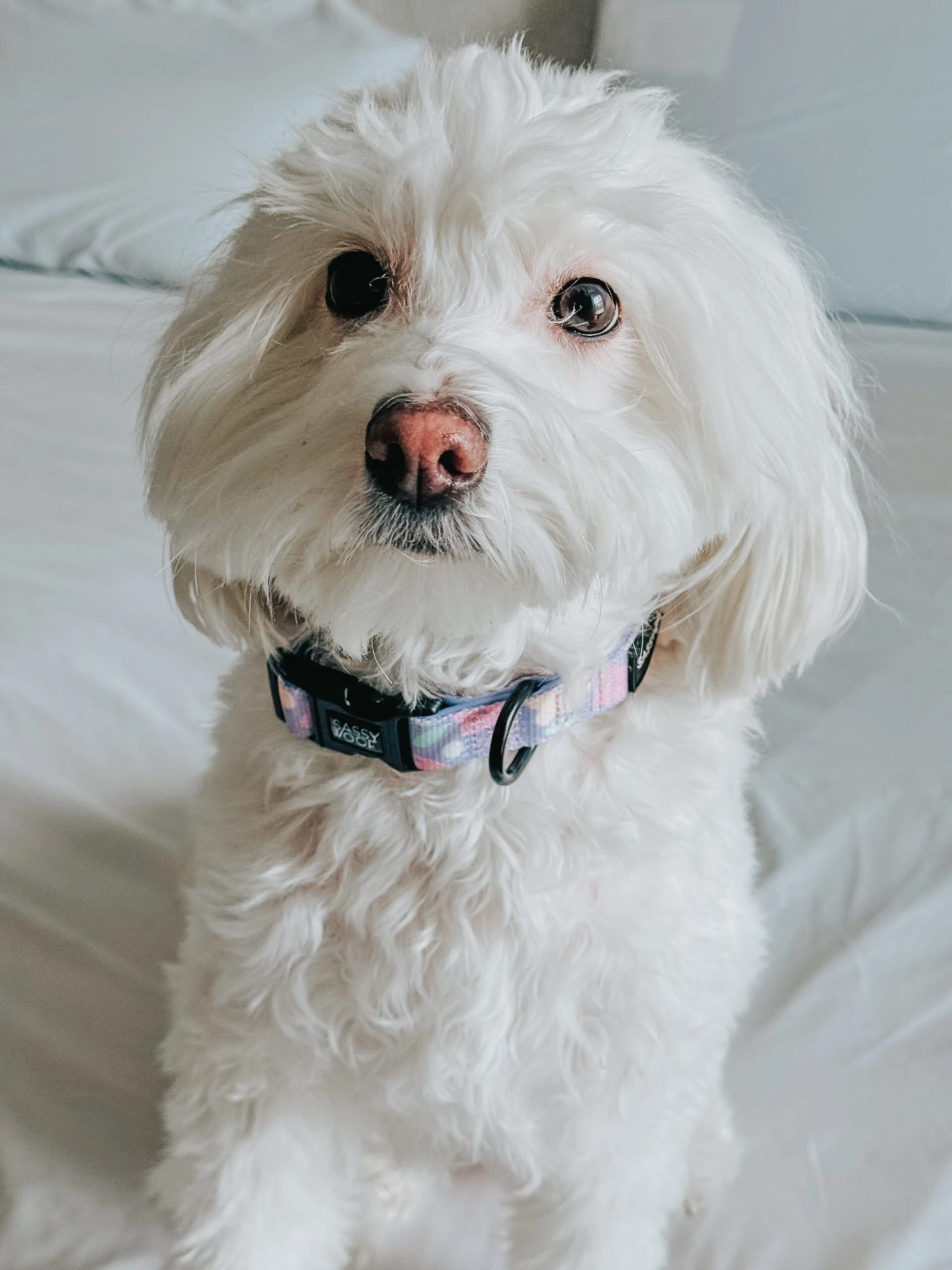 Dog Collar - Fleur De Sass - Image 6