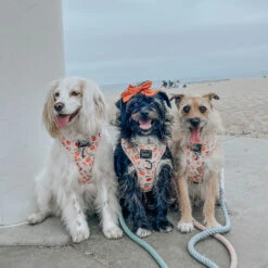 Dog Four Piece Bundle - Simply The Zest -Furfinity Cheap Shop clemetine dog harness 2