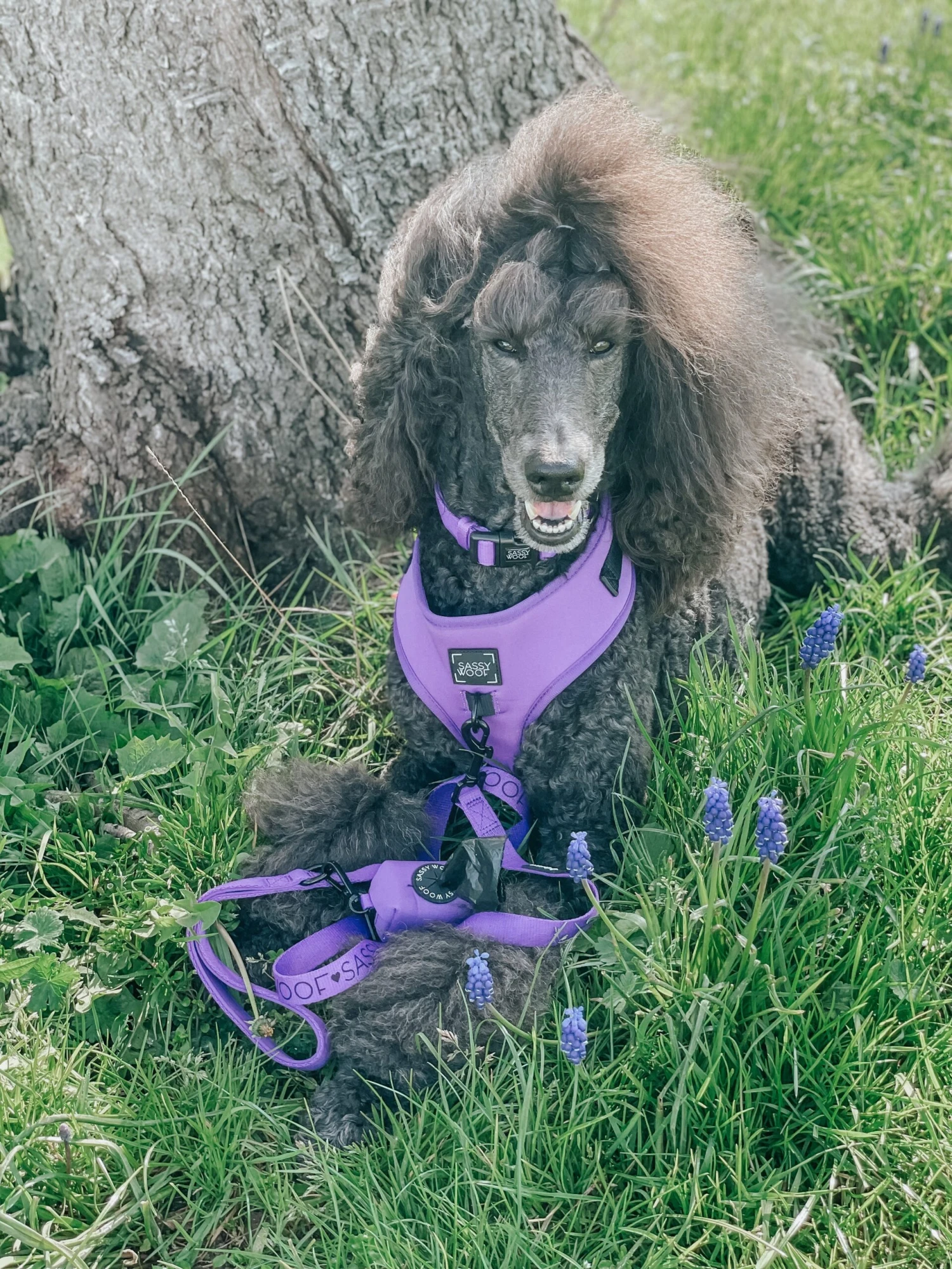 Dog Leash - Neon Purple 14 Dog Leash - Neon Purple - Image 12