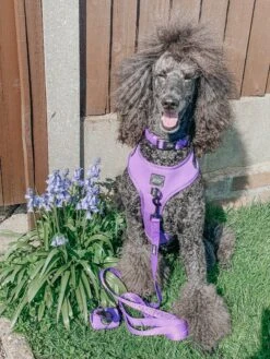 Dog Collar - Neon Purple -Furfinity Cheap Shop cleothestandardpoodle 1 1a7d8382 46fd 4f7b b5e6 2a7d99106279