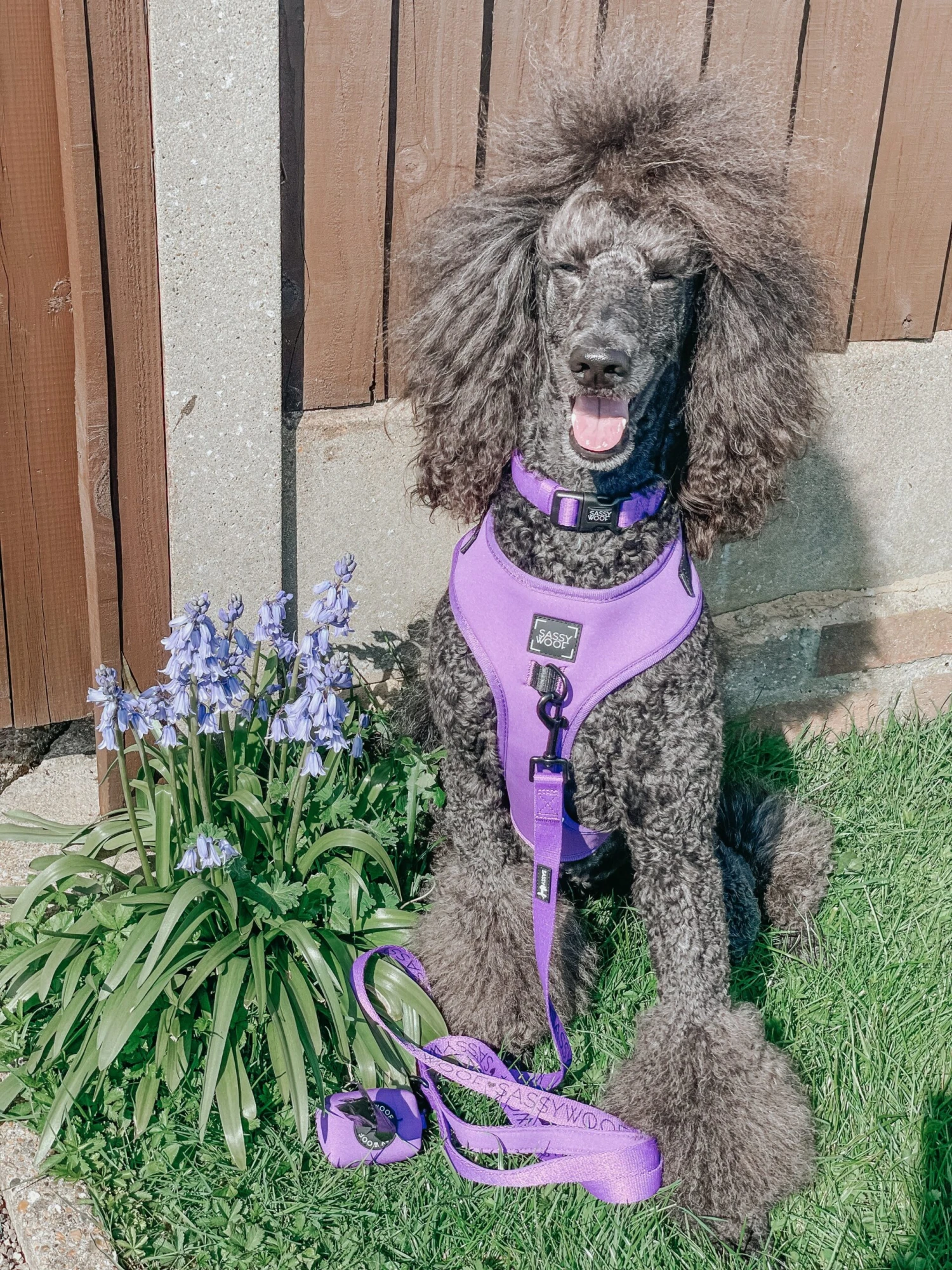 Dog Two Piece Bundle - Neon Purple 11 Dog Two Piece Bundle - Neon Purple - Image 9