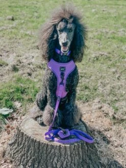 Dog Adjustable Harness - Neon Purple -Furfinity Cheap Shop cleothestandardpoodle 2