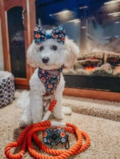 Dog Rope Leash - Athens -Furfinity Cheap Shop coco fall collection 2