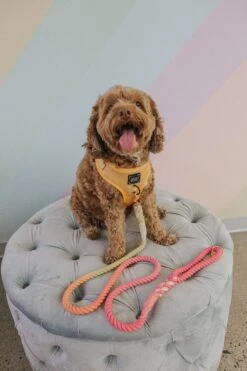 Dog Rope Leash - Sunkissed -Furfinity Cheap Shop coco sassy woof photos 3