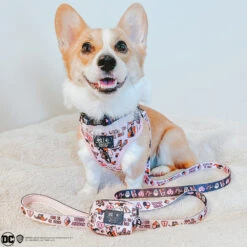 Dog Four Piece Bundle - Harley Quinn™ -Furfinity Cheap Shop cocopotato1122 1 ad49c347 1542 4387 8d63 21da448384e8