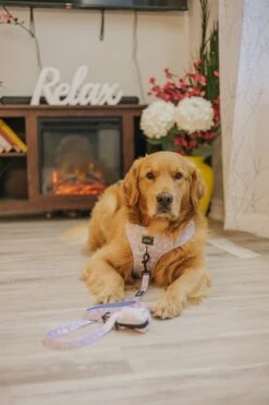 Dog Three Piece Bundle - Fleur De Sass -Furfinity Cheap Shop crazyrichgoldens 1 3b3eaf01 0ce0 4596 8771 682216c43640