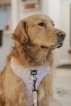 Dog Adjustable Harness - Fleur De Sass -Furfinity Cheap Shop crazyrichgoldens 3 11bfc22b 18f4 40d6 9c95 466d1cee1c1c