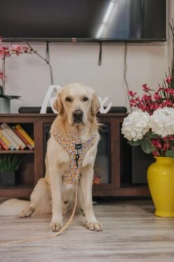 Dog Leash - Good Duck, Babe! -Furfinity Cheap Shop crazyrichgoldens 4 308f6c5c 7e3a 4530 a851 9db7fd284c0a