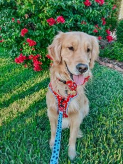 Dog Three Piece Bundle - Disney's 101 Dalmatians -Furfinity Cheap Shop crew the golden pup 1 6a8f4648 80a4 4358 89ab 6091caaa014d