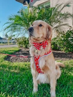 Dog Sailor Bow - Disney's 101 Dalmatians -Furfinity Cheap Shop crew the golden pup 2 6172fd91 d631 4fc7 beba 055c8021a20b