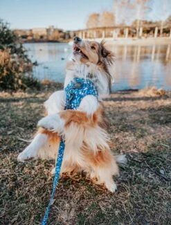 Dog Adjustable Harness - Santorini 32 Dog Adjustable Harness - Santorini -Furfinity Cheap Shop custom resized 199b1846 e34c 4f5b ad5b 290a3e294bcd