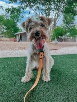 Dog Waste Bag Holder - Adventure Orange -Furfinity Cheap Shop custom resized 22340b79 1ca6 4329 bcba a6ce0c00c11f