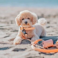 Dog Waste Bag Holder - Adventure Orange -Furfinity Cheap Shop custom resized 6e5b003a 08bd 4915 b59c df6389623577