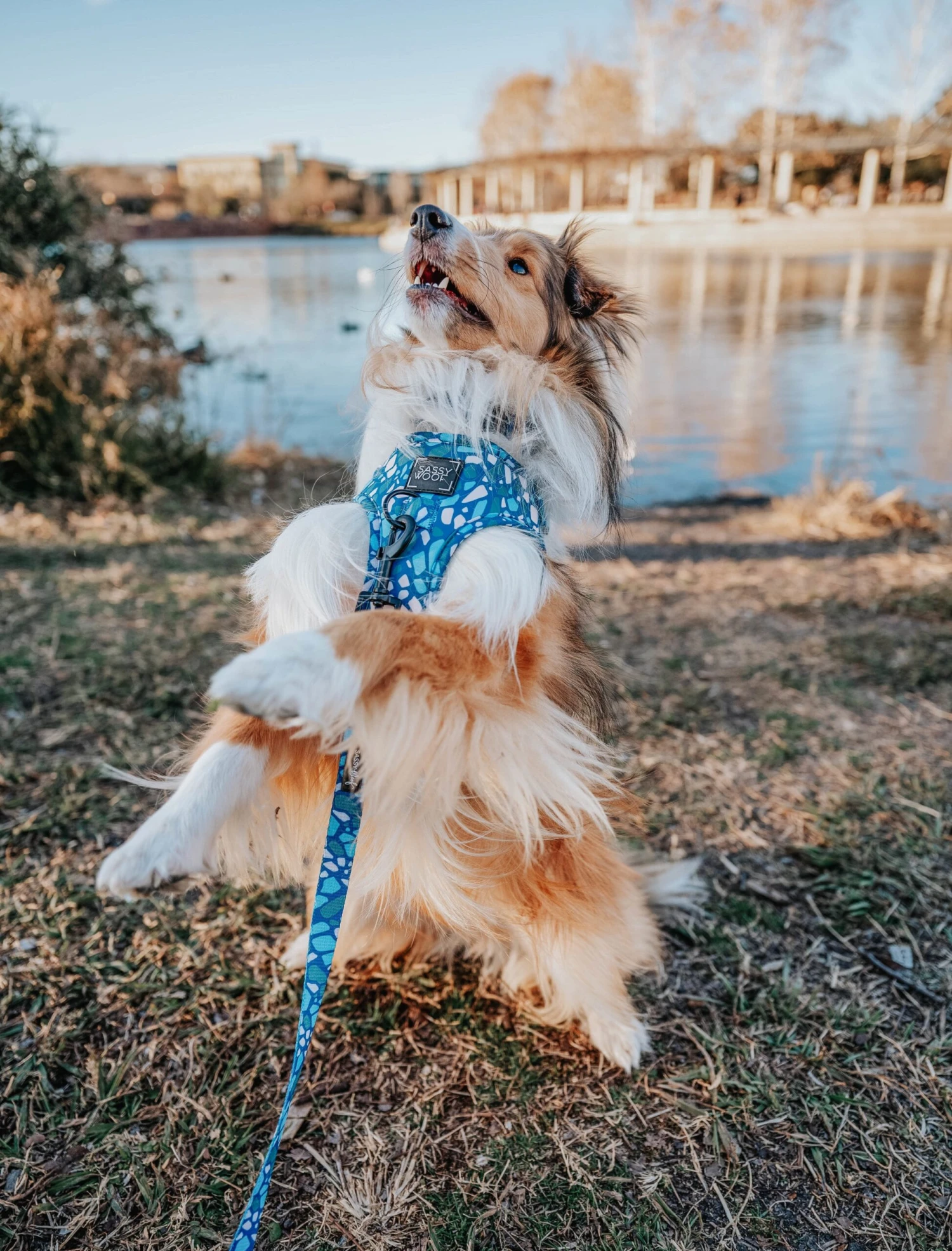 Dog Leash - Santorini 13 Dog Leash - Santorini - Image 11