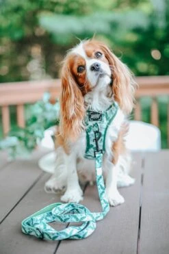 Dog Leash - Verano -Furfinity Cheap Shop custom resized ab09ac8c 7b94 43d4 bd02 4755d6ebec8b