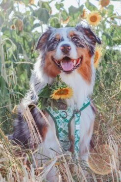 Dog Leash - Verano -Furfinity Cheap Shop custom resized fdfce5fd cc2c 4293 a7eb d1f9f5318df5