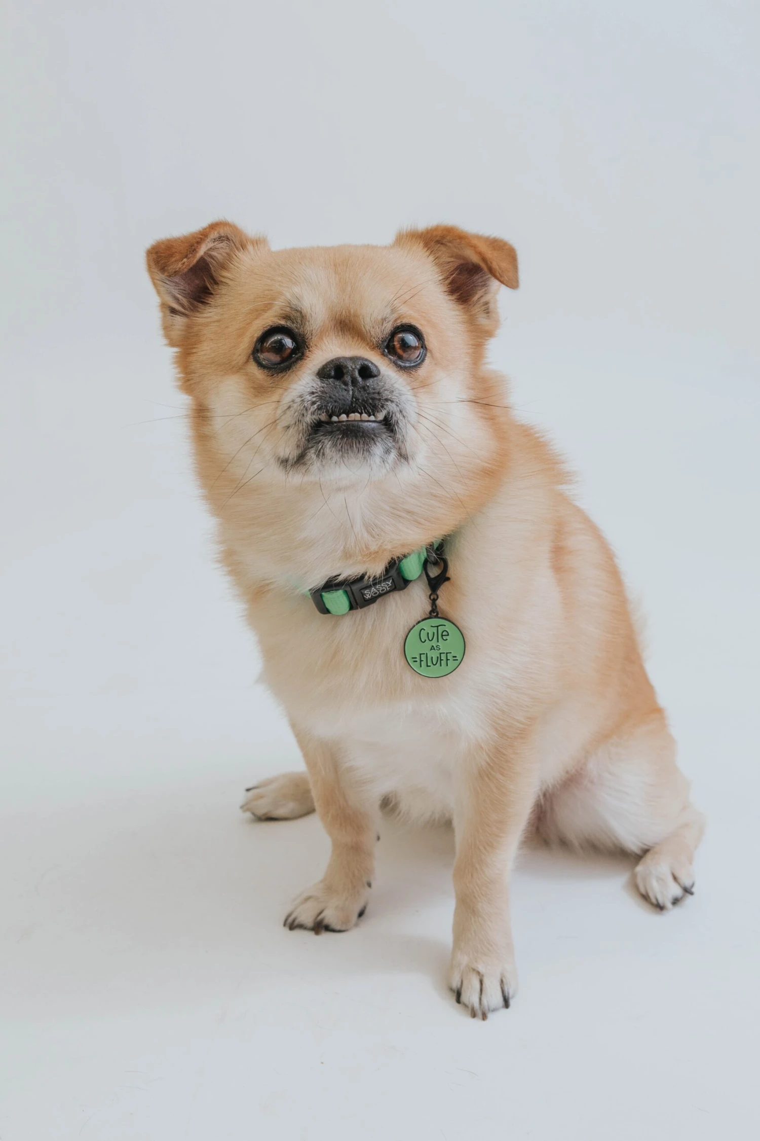 Dog Collar - Neon Green 9 Dog Collar - Neon Green - Image 7