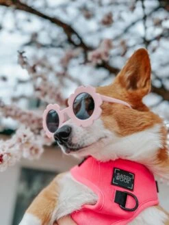 Dog Adjustable Harness - Neon Pink -Furfinity Cheap Shop dadailycheese M