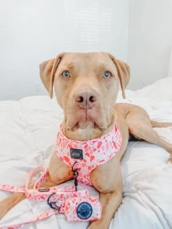 Dog Four Piece Bundle - Mykonos -Furfinity Cheap Shop dailydoseofdakota