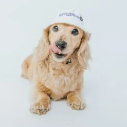 Dog Bucket Hat - Pupfluencer -Furfinity Cheap Shop dog bucket hat 3