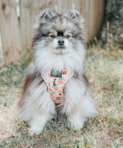 Dog Adjustable Harness - Simply The Zest -Furfinity Cheap Shop dog model 39 51aa4e94 4277 4121 b773 65d53f521812