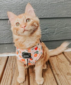 Dog Four Piece Bundle - Simply The Zest -Furfinity Cheap Shop dog modelll 23