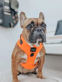 Dog Four Piece Bundle - Neon Orange 31 Dog Four Piece Bundle - Neon Orange -Furfinity Cheap Shop dog photos