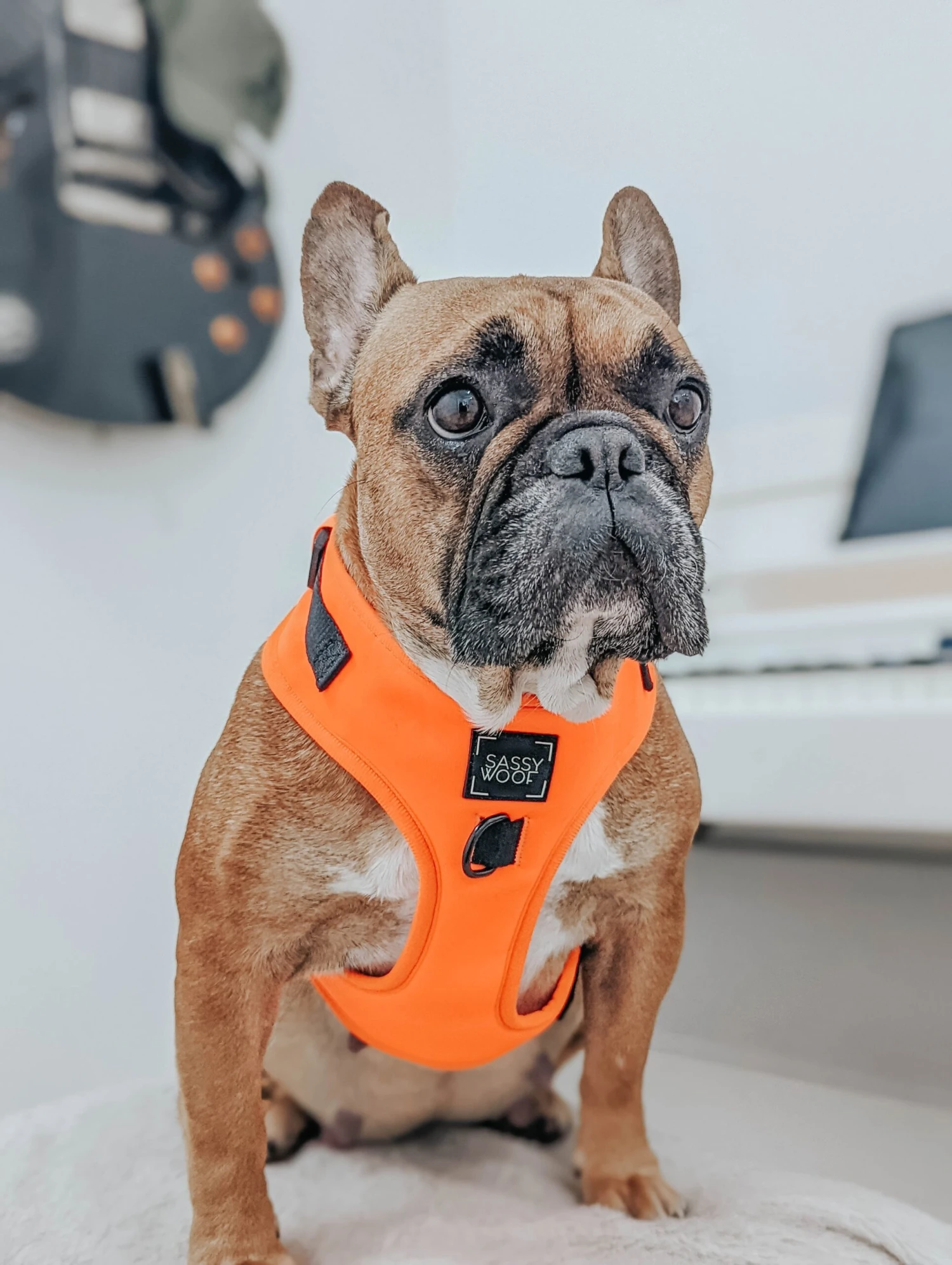 Dog Four Piece Bundle - Neon Orange 17 Dog Four Piece Bundle - Neon Orange - Image 15