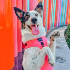 Dog Adjustable Harness - Neon Pink -Furfinity Cheap Shop dogs 43