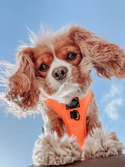 Dog Adjustable Harness - Neon Orange -Furfinity Cheap Shop dogs 56
