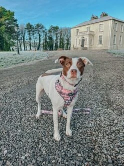 Dog Two Piece Bundle - Pawberry -Furfinity Cheap Shop dumpling the stinger size m L 1 1